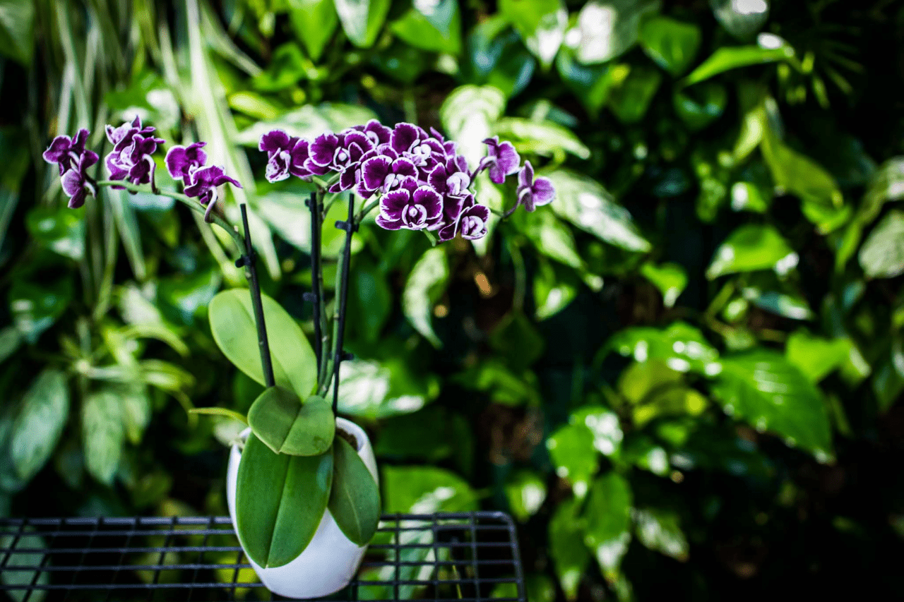 Jak se starat o orchideje