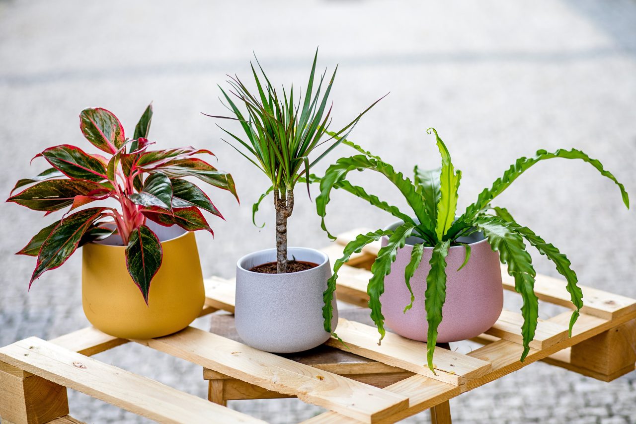 Jak pečovat o pokojové rostliny na jaře