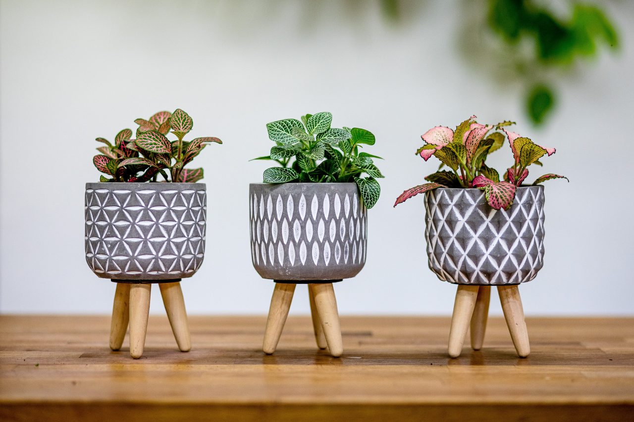 Rostliny podle Feng-shui