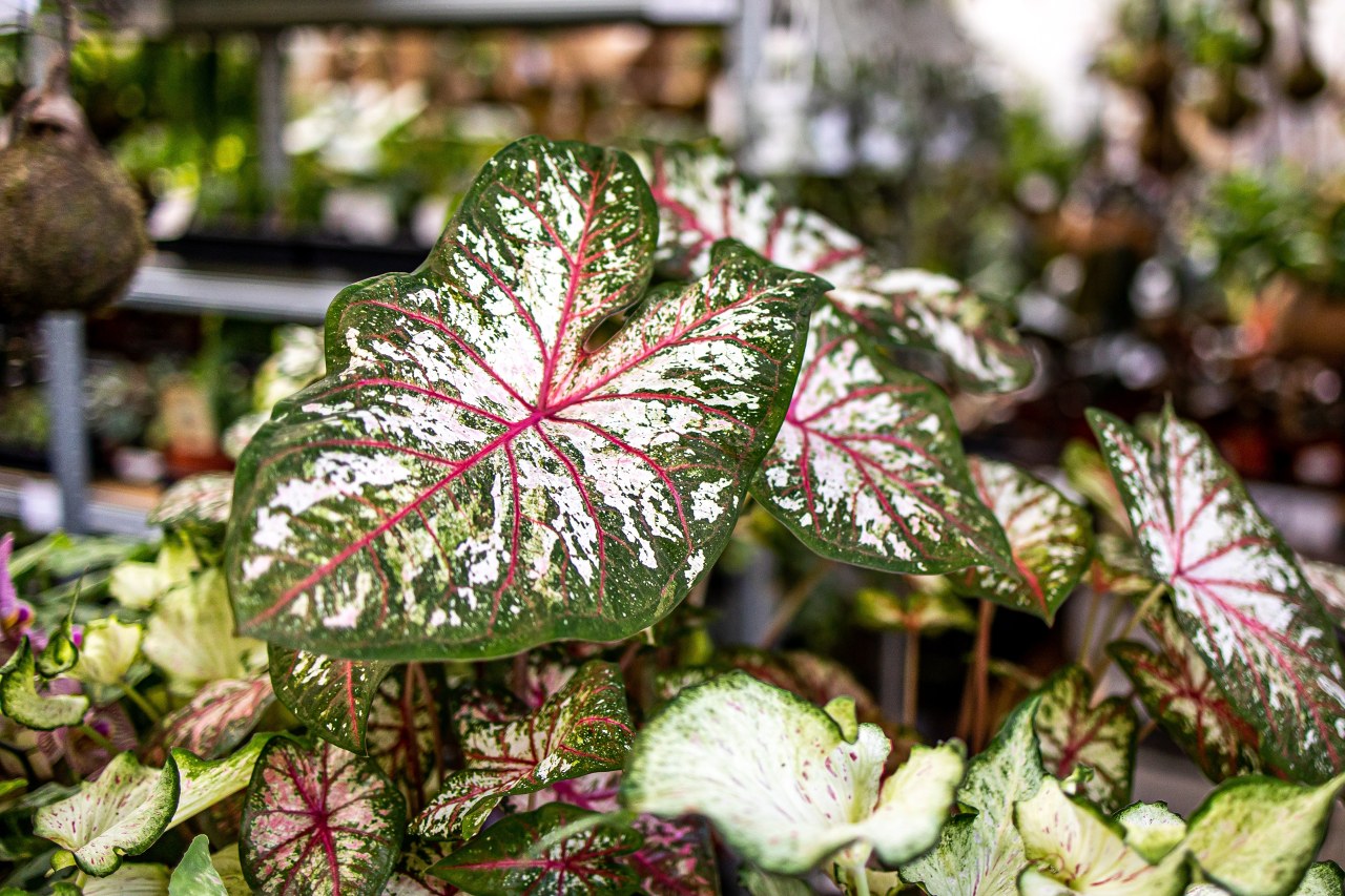 Jak pěstovat Caladium (užovník)