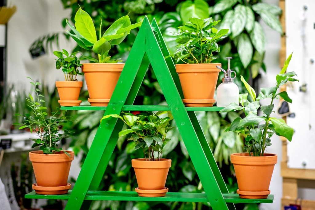 8 rostlin nejen pro parádu