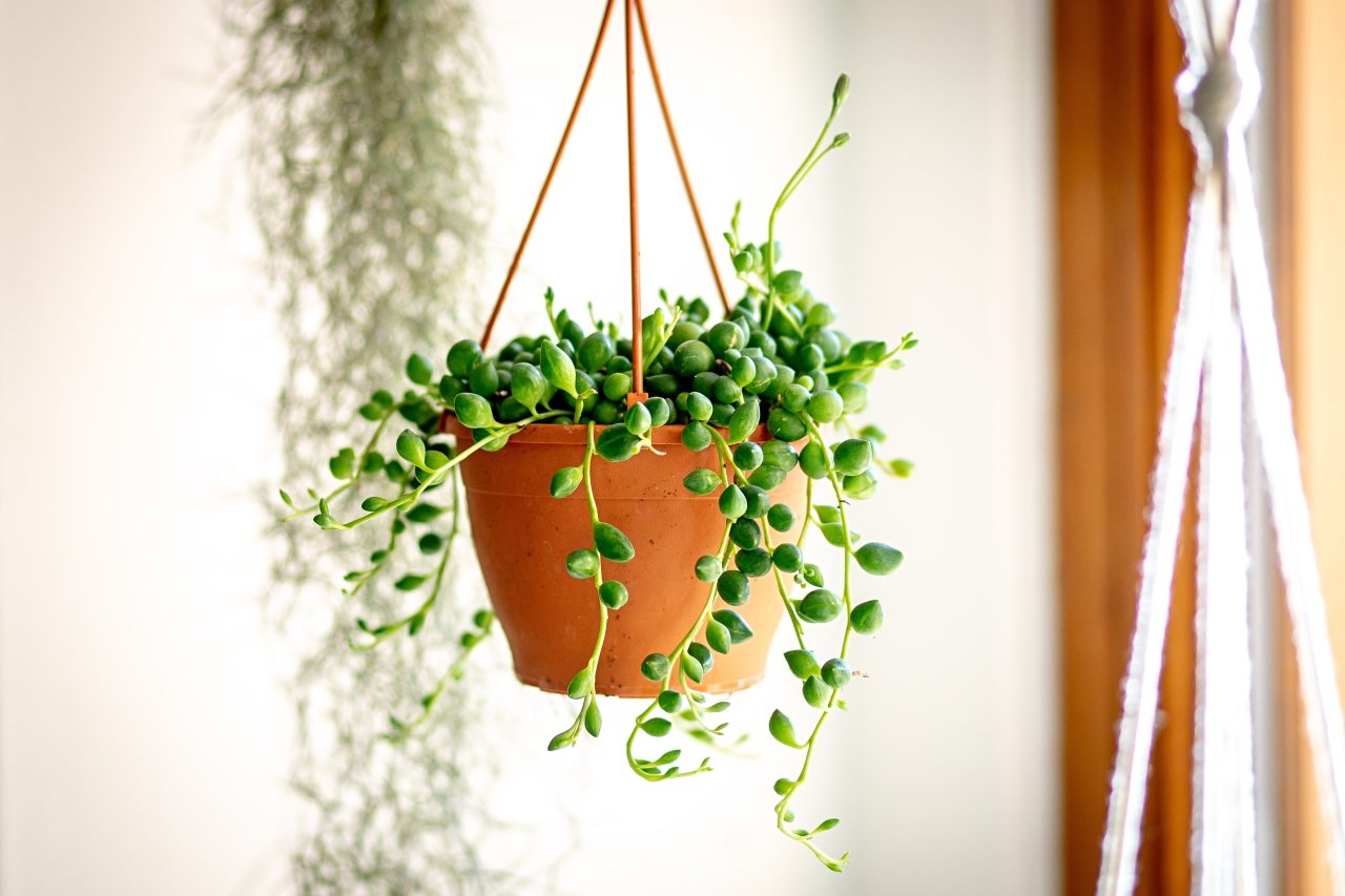 Převislé pokojové rostliny