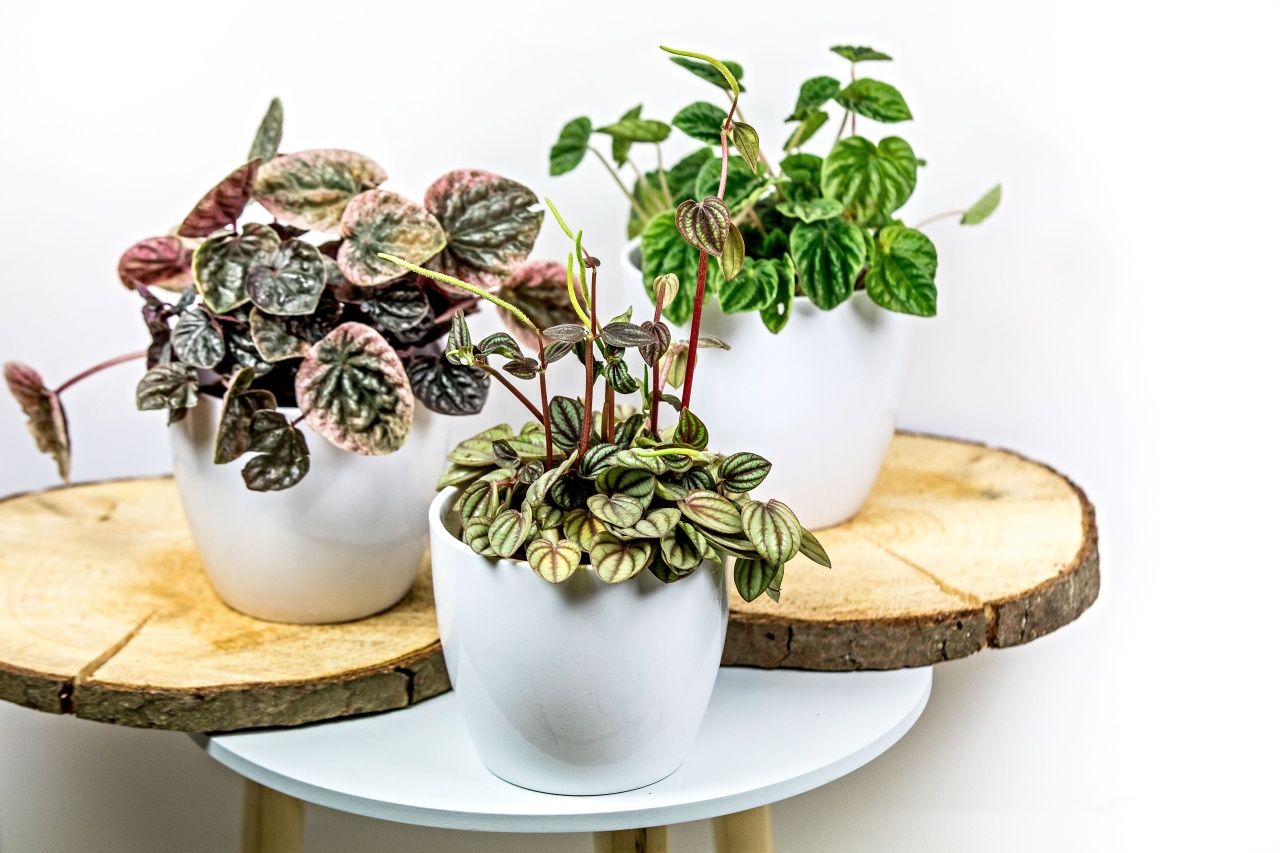 Pokojové rostliny do paneláku