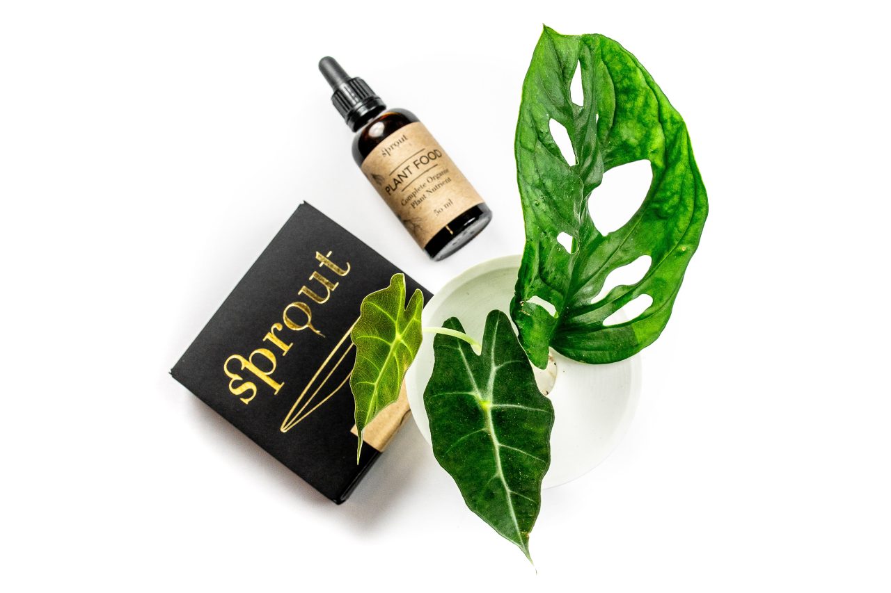 Pěstujte rostliny jinak, od semínek!