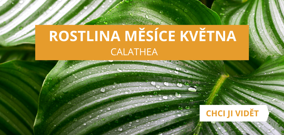 Rostlina měsíce května - Calathea