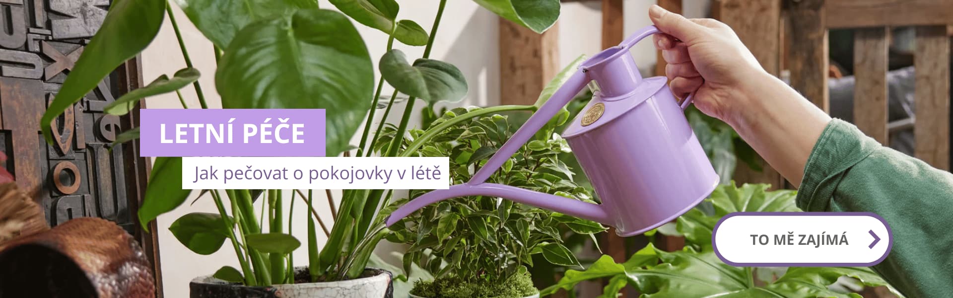 Jak pečovat o pokojovky v létě