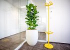 Rostliny vhodné do kanceláře