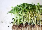 PŘEČTĚTE SI: Jak pěstovat microgreens