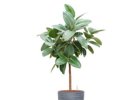 Ficus