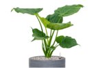 Alocasia