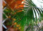 Substráty pro palmy