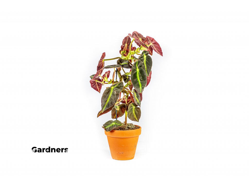 Begonia Listada, průměr 13 cm  Begónie, andělská křídla