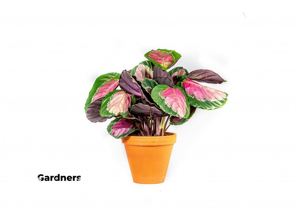Calathea picturata Crimson, prmr 14 cm Kalatea | Gardners-eshop.cz