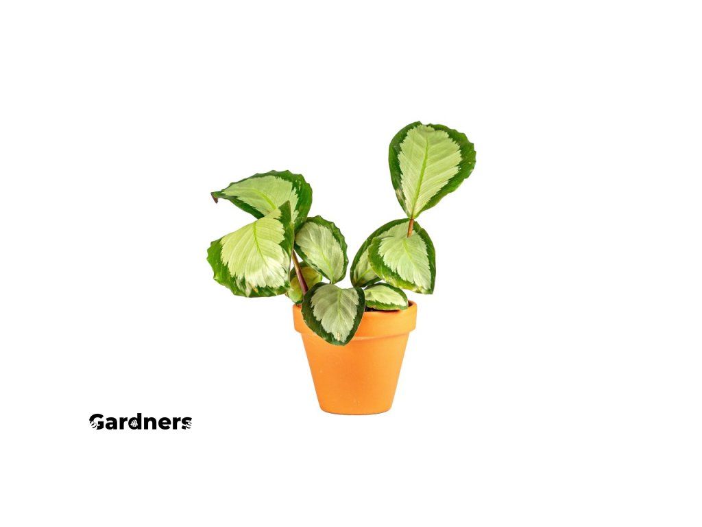 Calathea rosea Silvia, prmr 6-7 cm Kalatea | Gardners-eshop.cz
