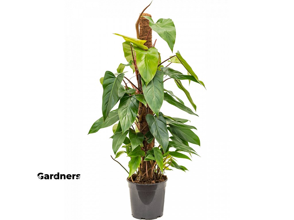 Gardners.cz Philodendron emerald s kokosovou vzpěrou 100 cm, průměr 19 cm