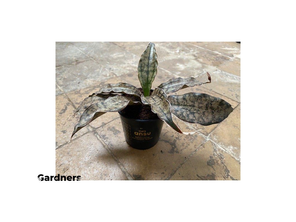 Sansevieria cylindrica Star Canyon Granite, prmr 9 cm Sanseveria, Tchnin  jazyk, Tenura | Gardners-eshop.cz