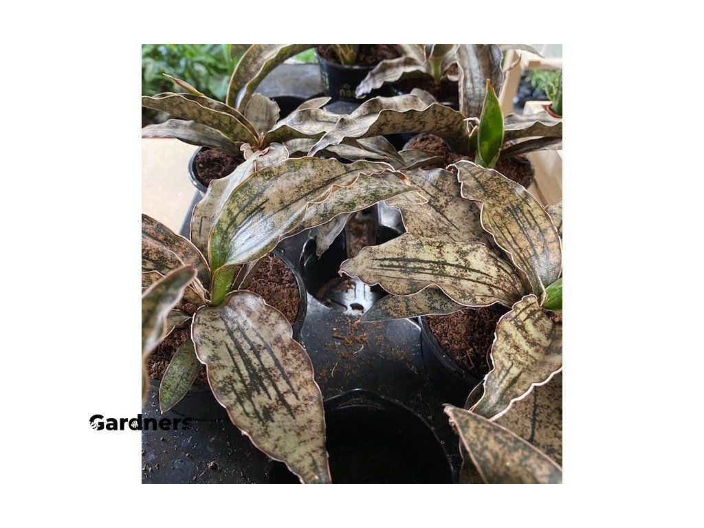 Sansevieria cylindrica Star Canyon Granite, prmr 9 cm Sanseveria, Tchnin  jazyk, Tenura | Gardners-eshop.cz
