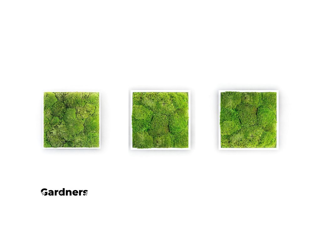Gardners.cz Set 3 mechových obrazů 22x22 z kopečkového mechu, bílá