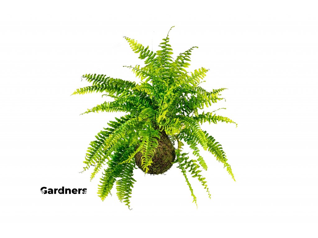 gardners.cz kokedama Nephrolepis Exaltata