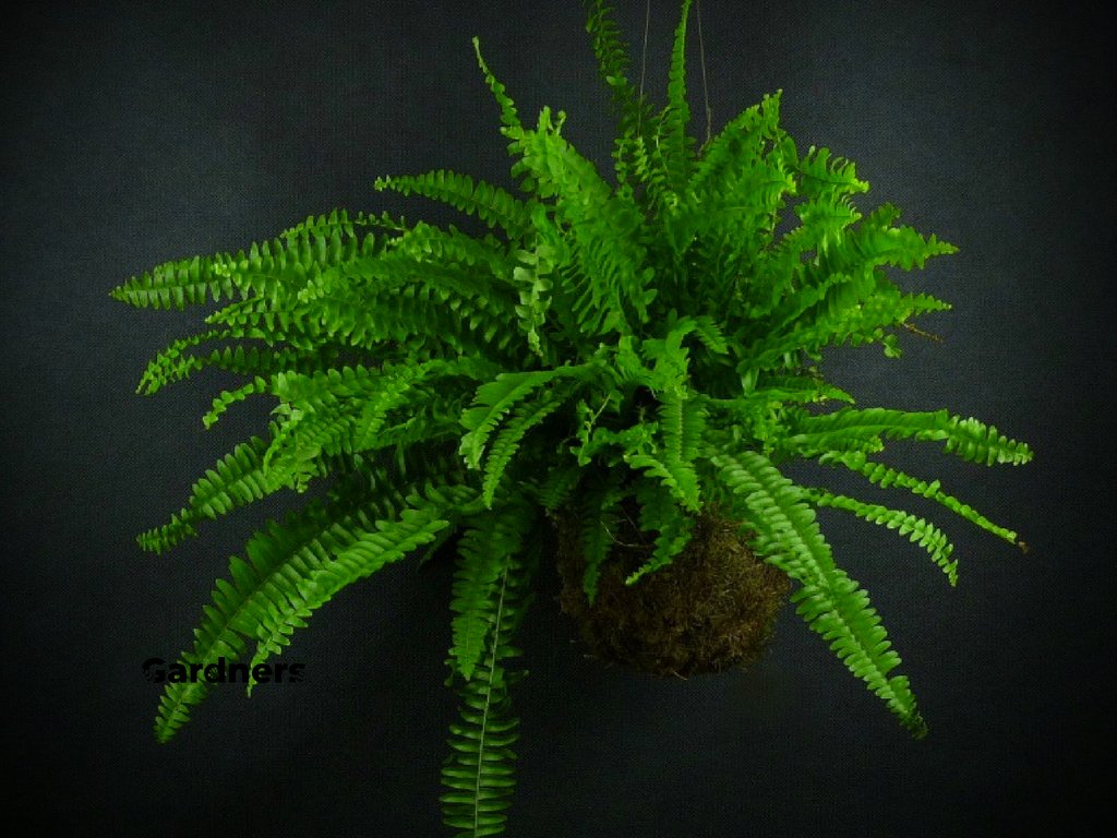Gardners.cz Kokedama Nephrolepis