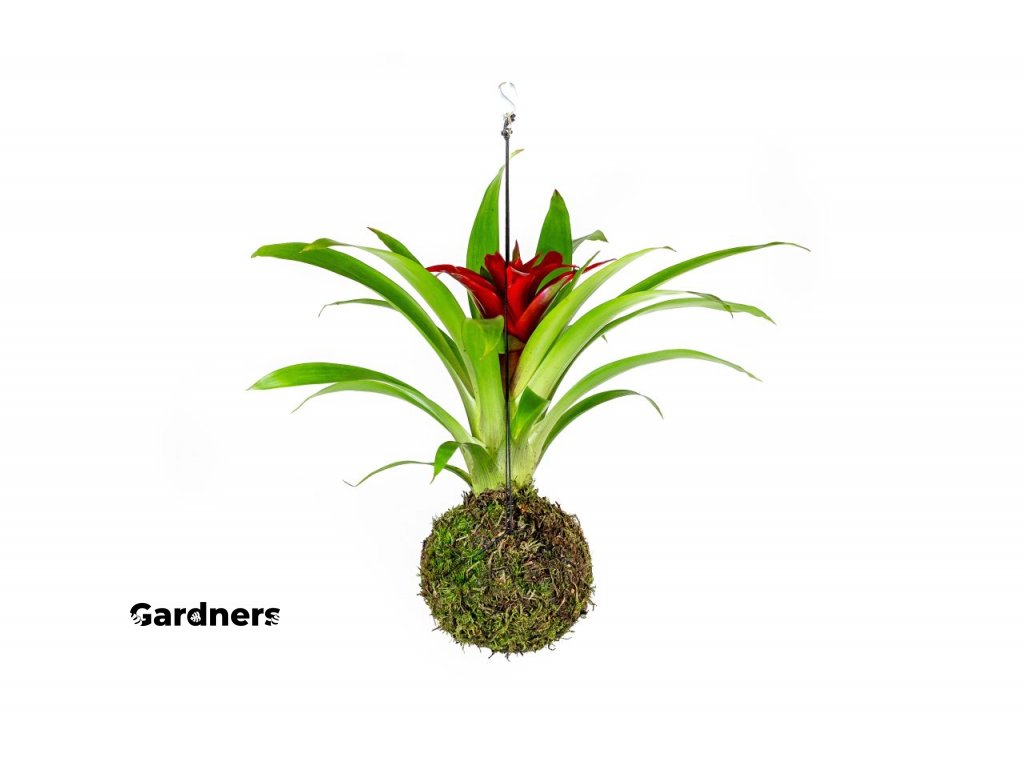 gardners.cz kokedama Guzmania (3)