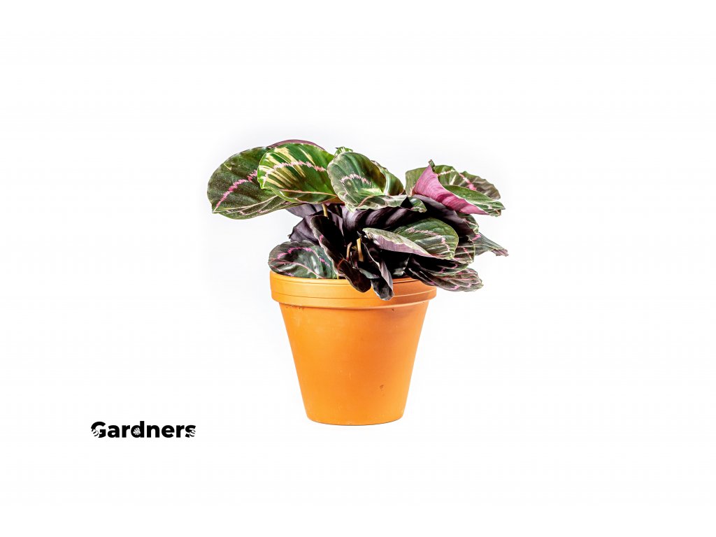 Gardners.cz Calathea roseopicta Dotie, průměr 14 cm