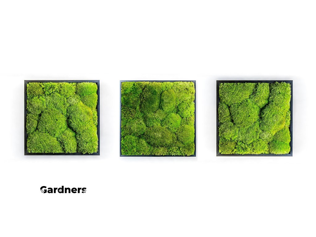 Gardners.cz Set 3 mechových obrazů 35x35 z kopečkového mechu, černá