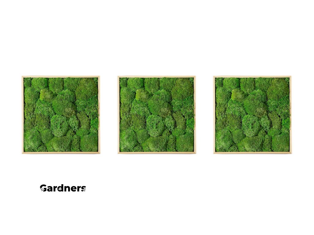 Gardners.cz Set 3 mechových obrazů 35x35 z kopečkového mechu, přírodní