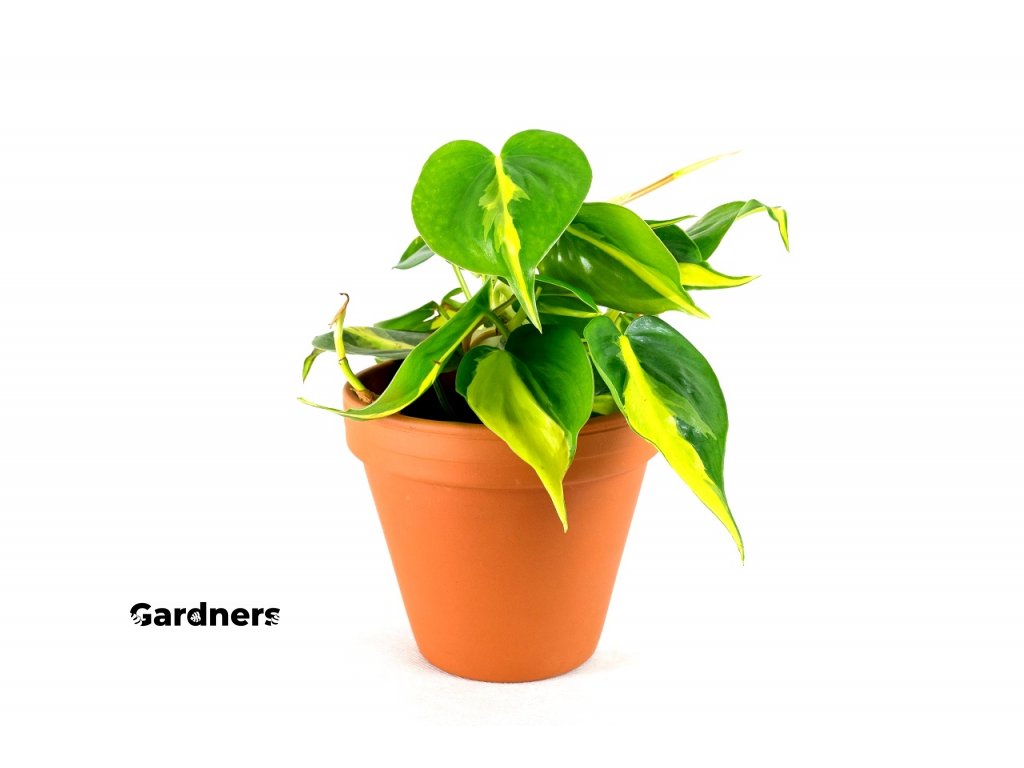 Gardners.cz Philodendron Brasil