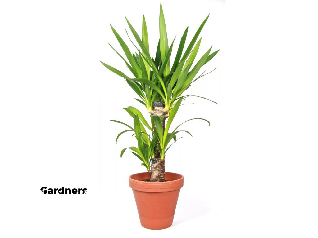 Gardners.cz Yucca, průměr 17 cm