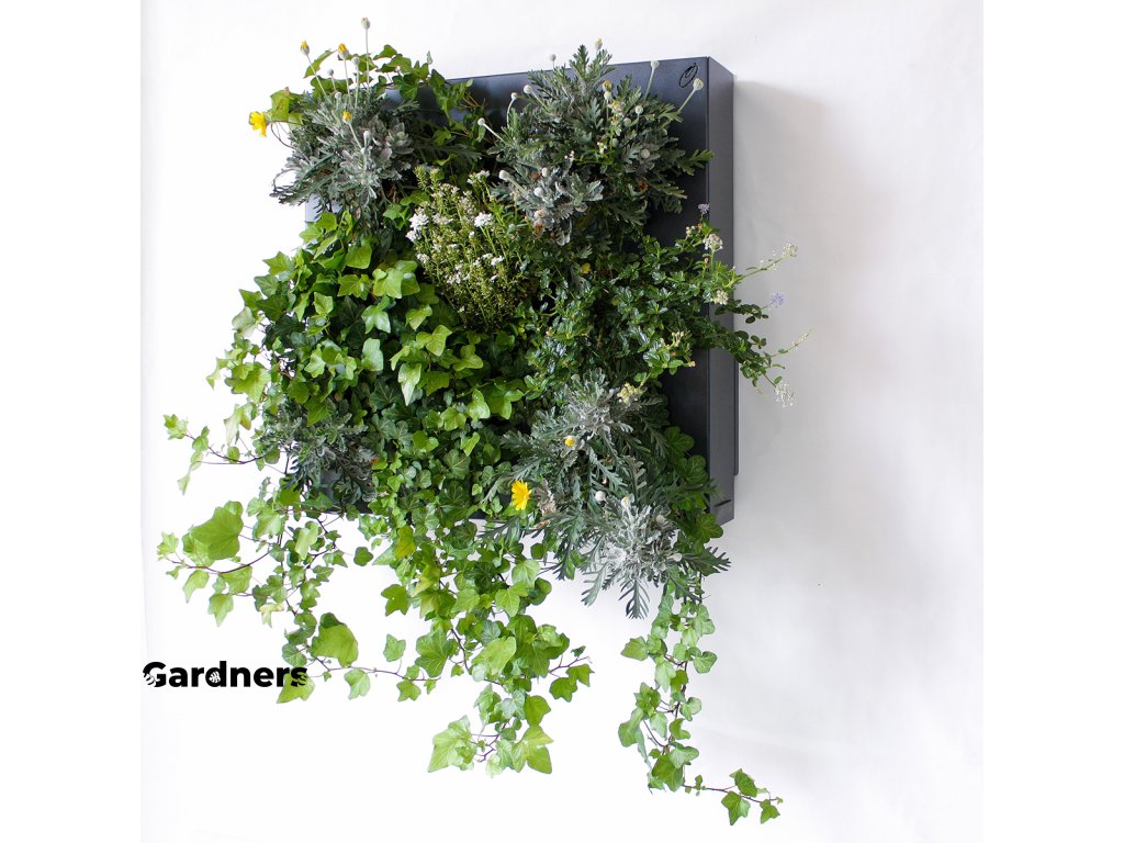 Obraz z živých rostlin HUB 50x50 cm pro 13 rostlin, neosázený, tmavě šedá  + doprava zdarma
