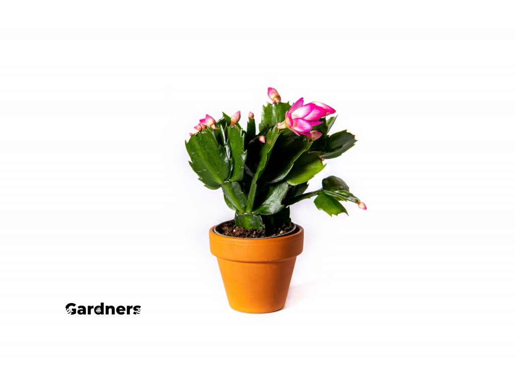 Gardners produkt 027