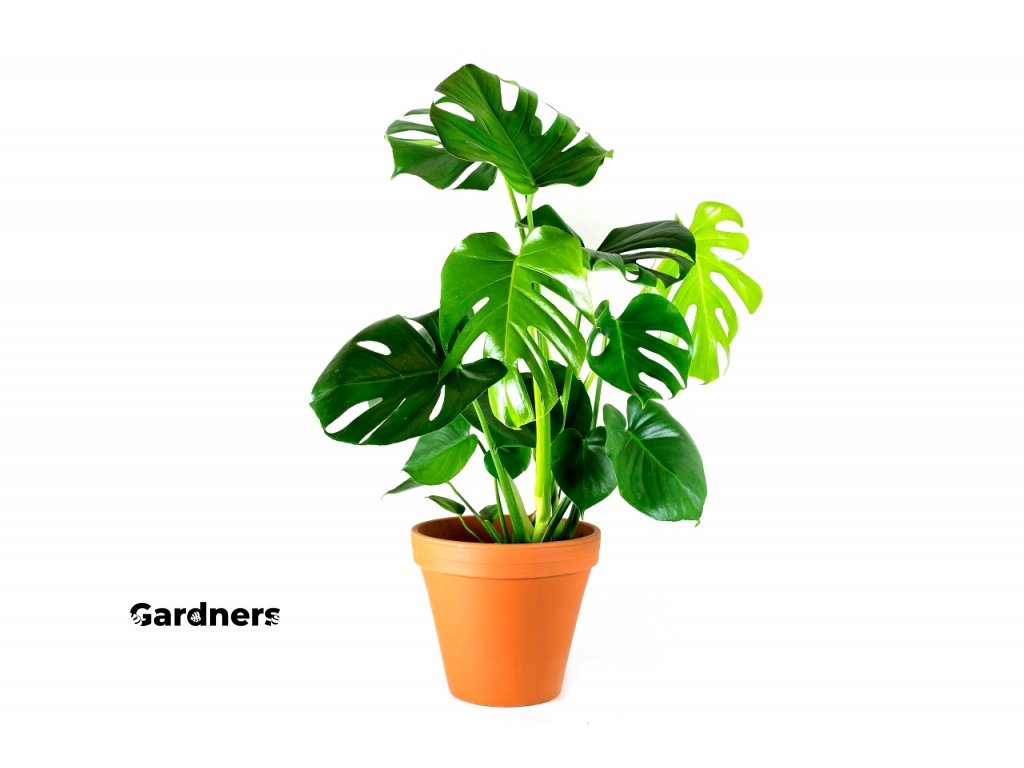 Gardners.cz Monstera