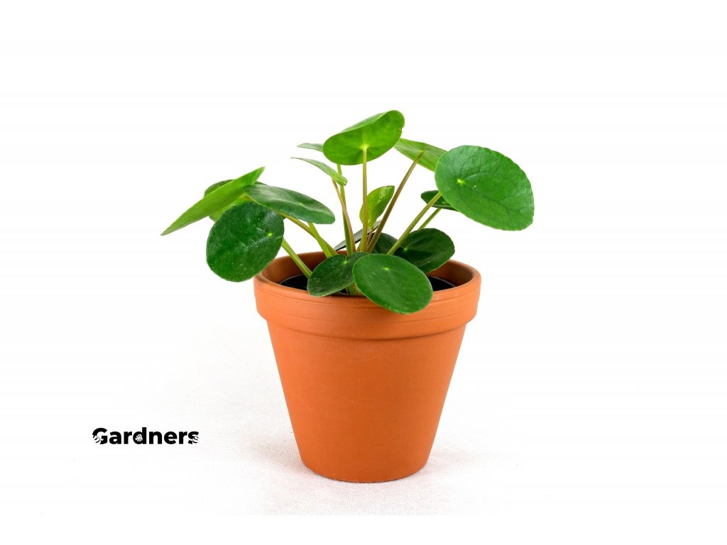Gardners.cz Pilea 4