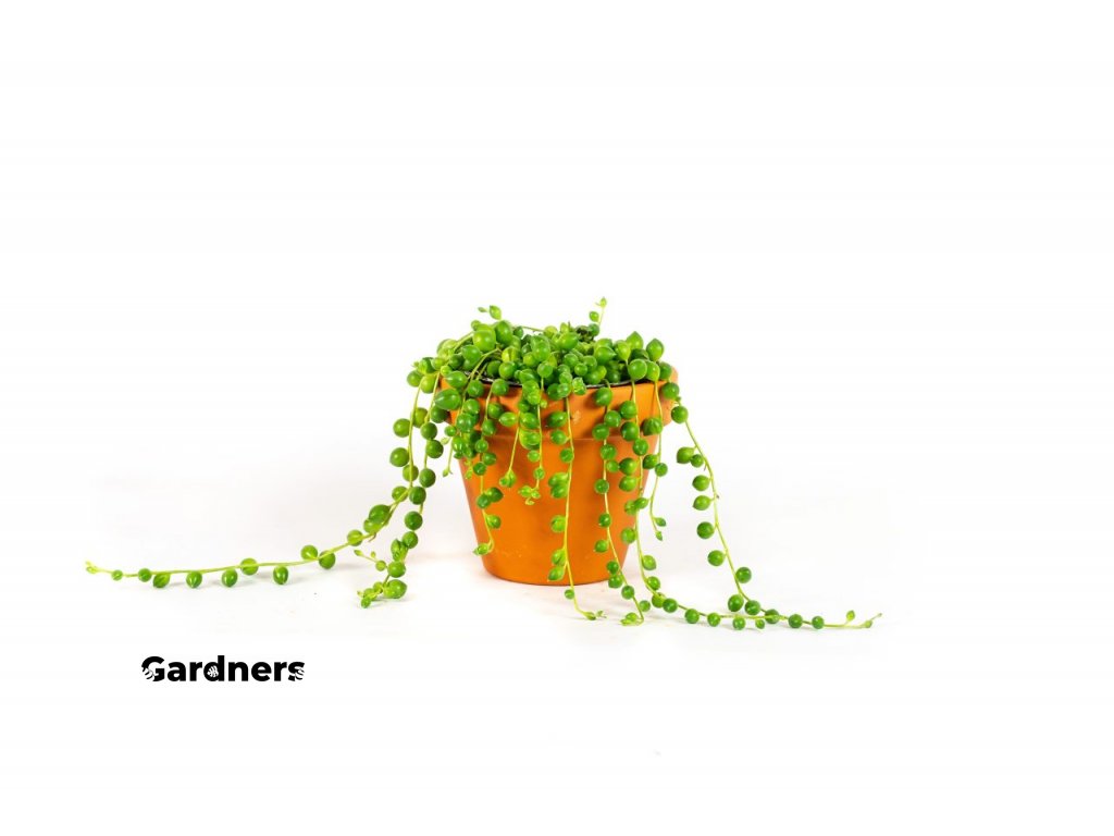 Gardners.cz Senecio rowleyanus