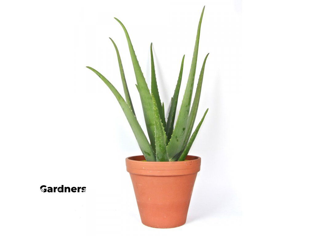 Aloe Vera, prmr 19-21 cm Aloe prav | Gardners-eshop.cz
