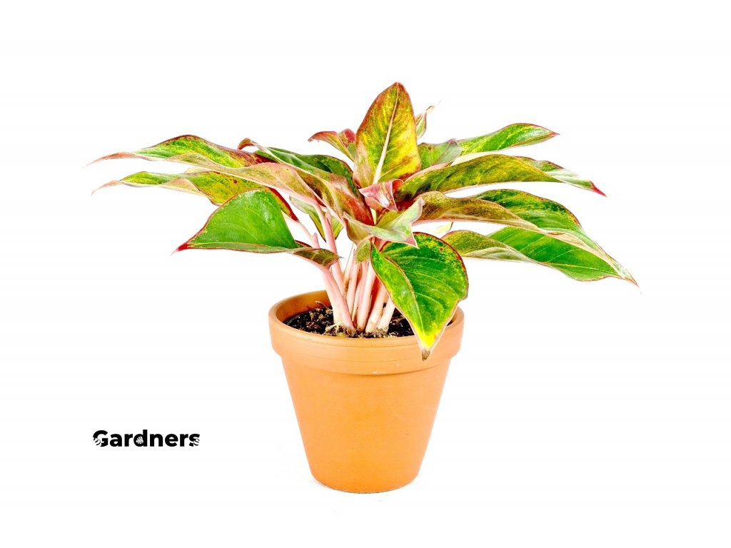 Gardners.cz Aglaonema Crete 2