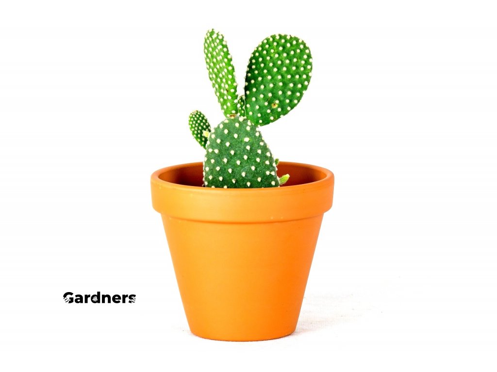 Gardners.cz Opuntia 4