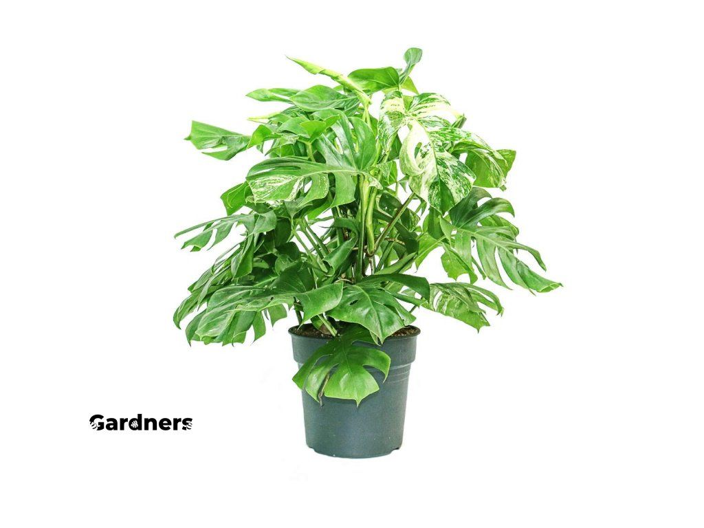 philodendron pielęgnacja Filodendron Imperial Green Tree Philodendron 65cm – Roślina doniczkowa o  dużych rozmiarach main image 0