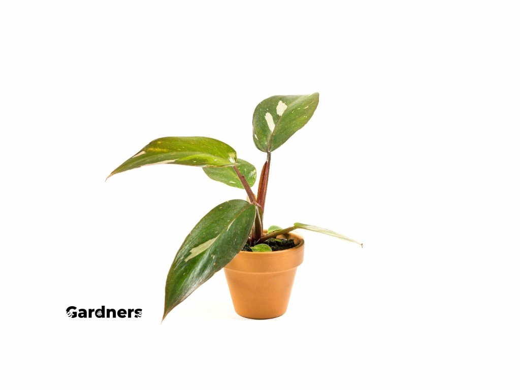 Philodendron Pink Princess, 6cm