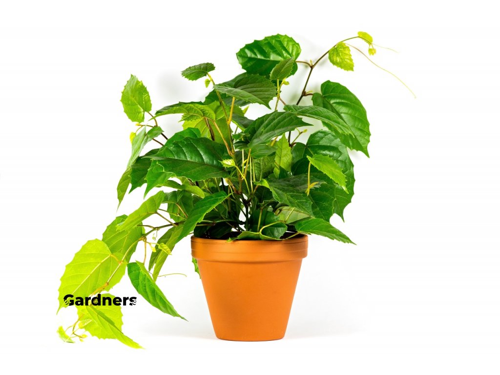 Gardners.cz Cissus 3