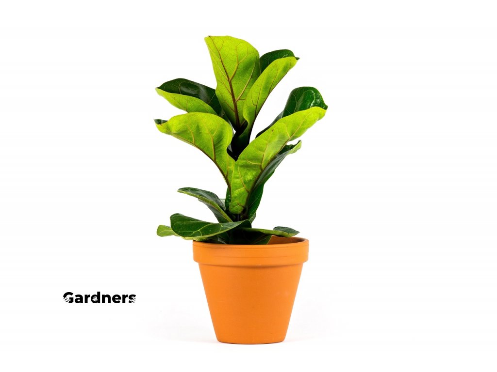 Gardners.cz Fycus lyrata