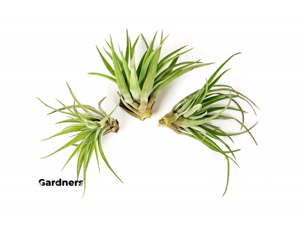 Gardners.cz tillandsia brachycaulos
