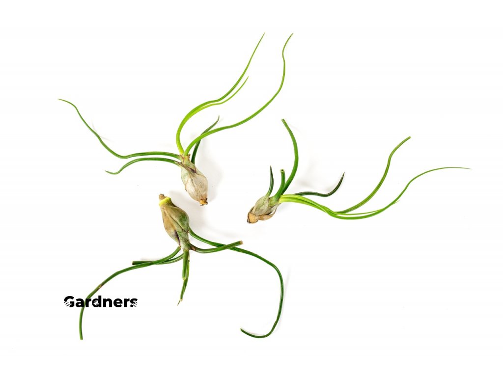 Gardners.cz tillandsia bulbosa 2