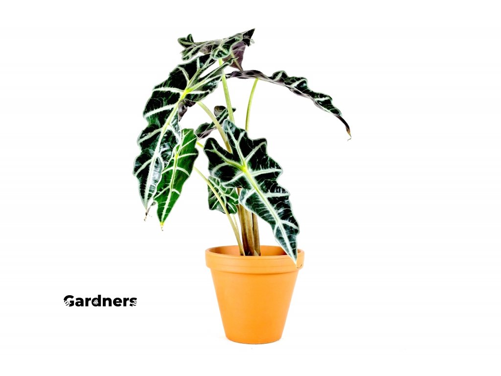 Gardners.cz Alocasi