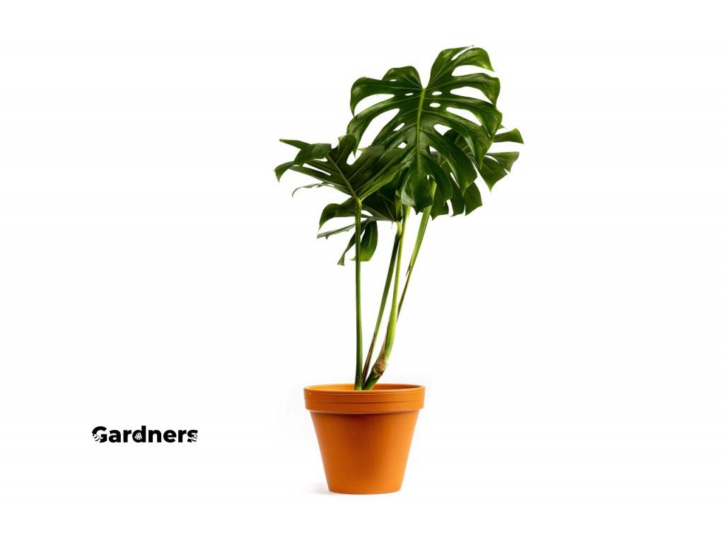 Monstera deliciosa, prmr 24 cm Monstera skvostn | Gardners-eshop.cz