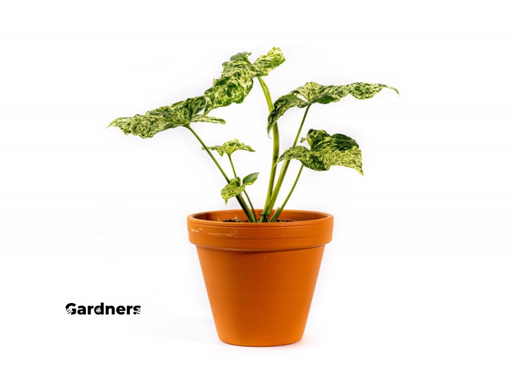 Gardners produkt 003