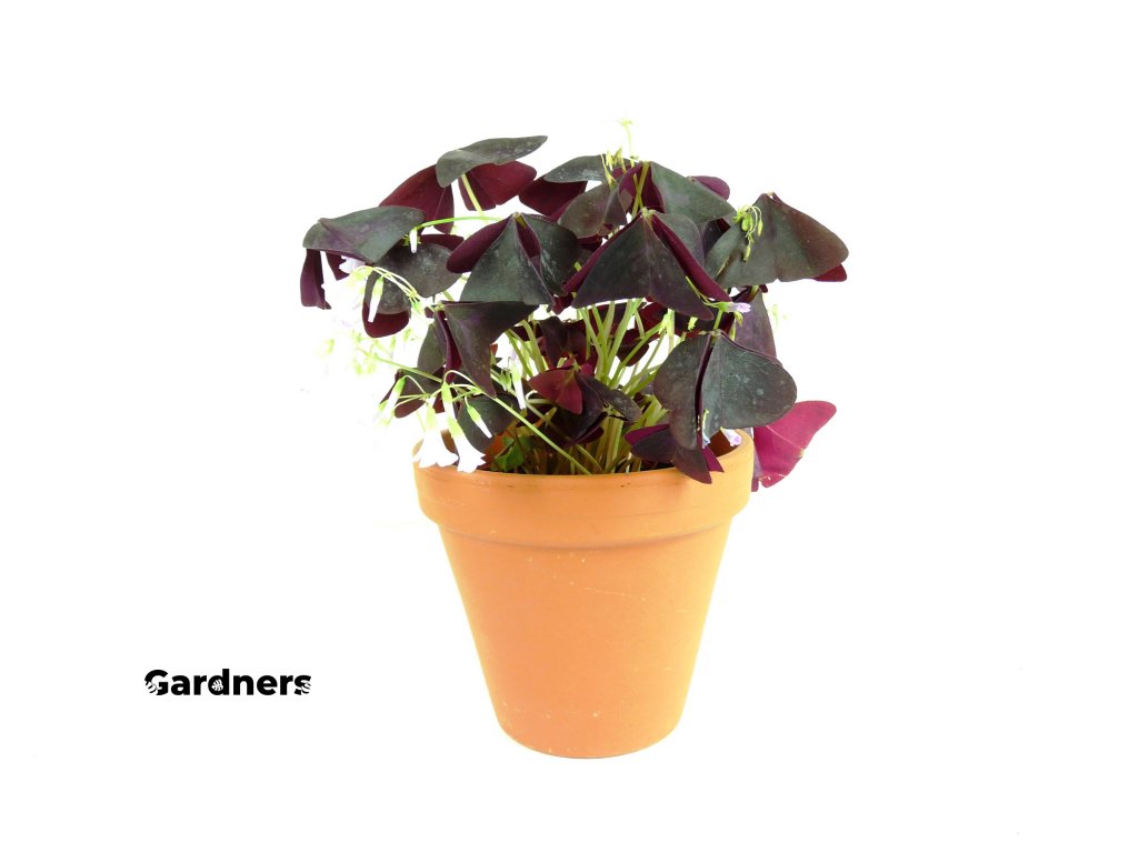 Gardners.cz Oxalis mix, průměr 12cm (1)