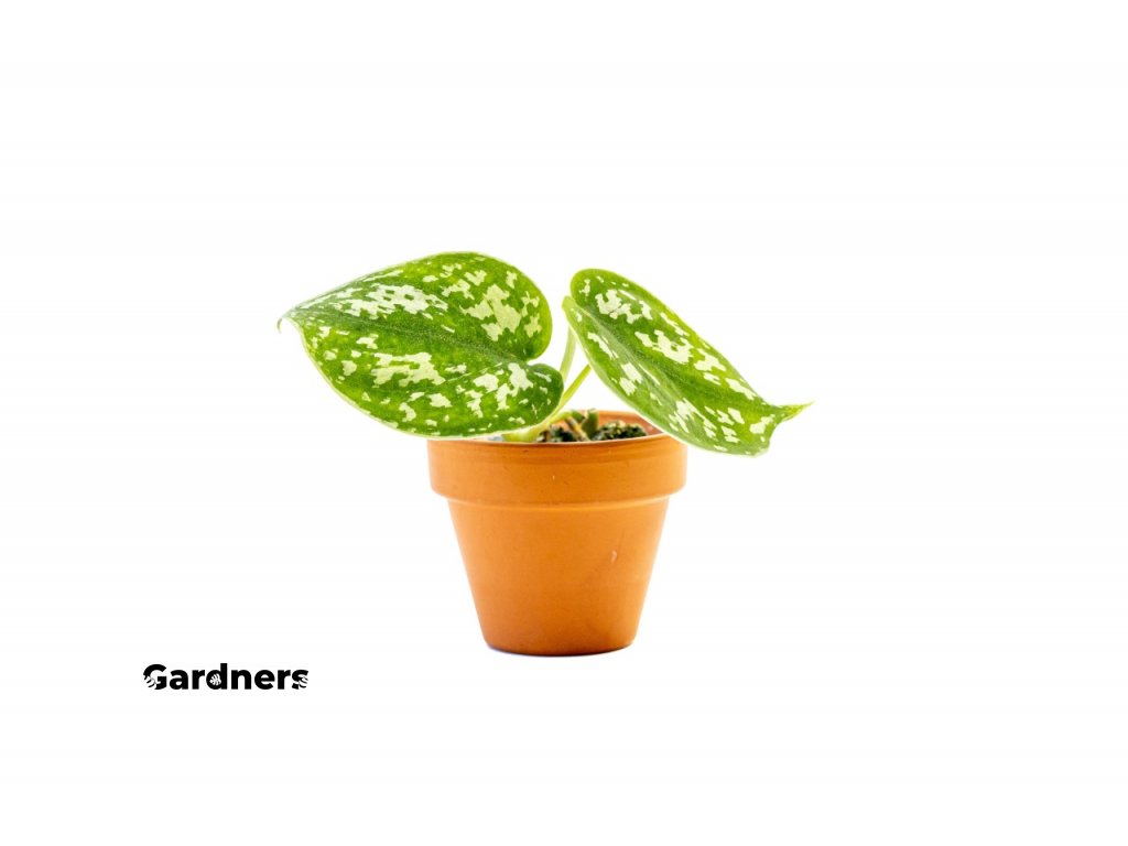 Gardners produkt 024