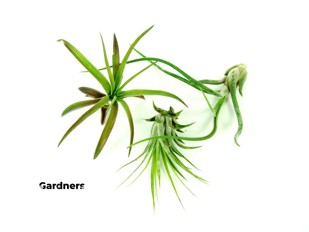 Gardners.cz set tillandsií pro začátečníky3